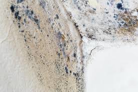 Mold Documentation for Insurance Claims in Lamar, AR